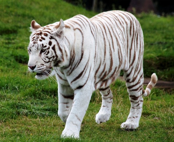albino tiger