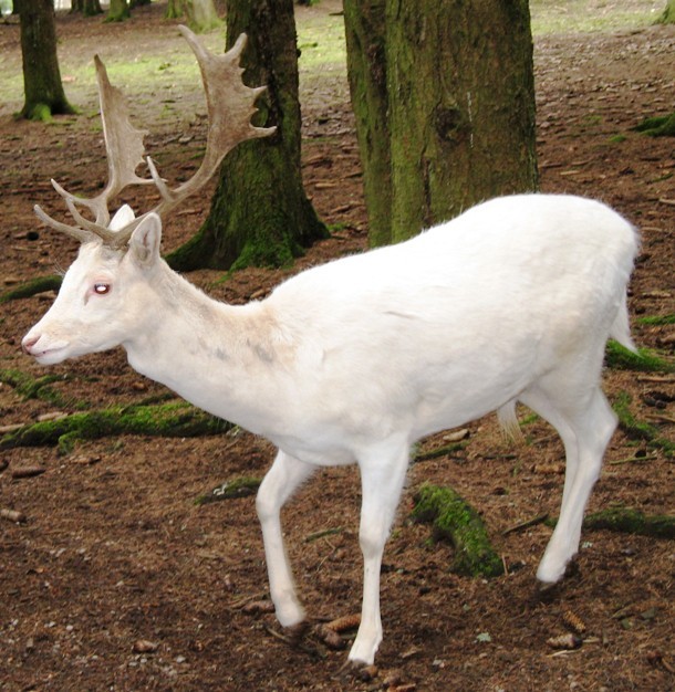 albino fallow deer