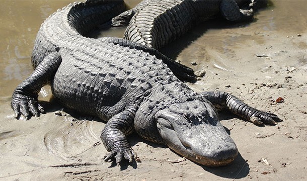 Crocodile vs Alligator