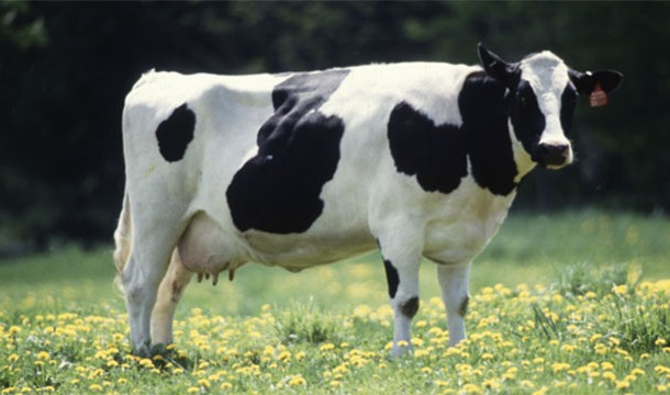 Daft Cow