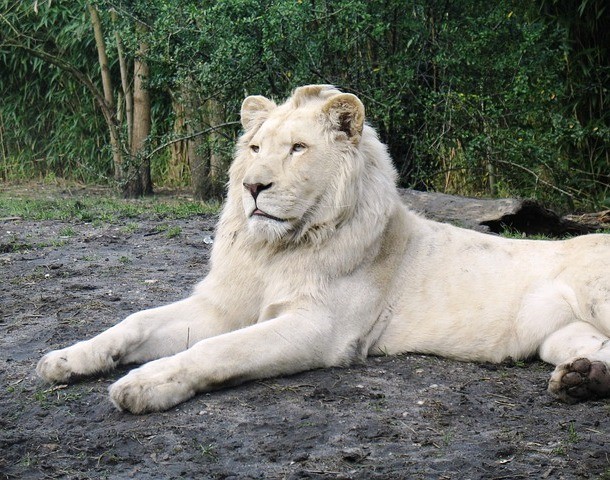 albino lion