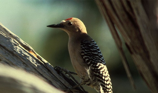 Do Woodpeckers Get Headaches?