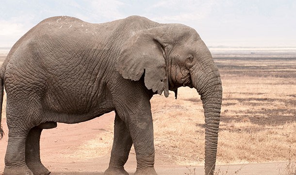 Elephants prefer to us one of their tusks for doing things, much like humans are right or left handed