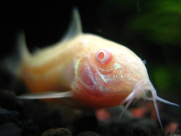 albino catfish