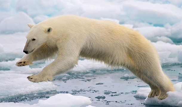 Do not eat a polar bears liver. The high concentration of Vitamin A would kill you.