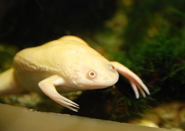 albino frog