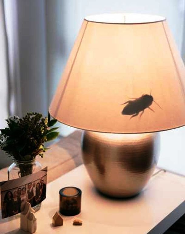 Bug lamp