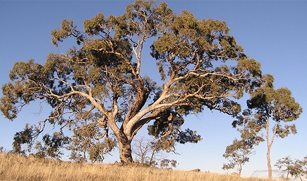 The leaves of eucalyptus trees have been found to contain traces of gold