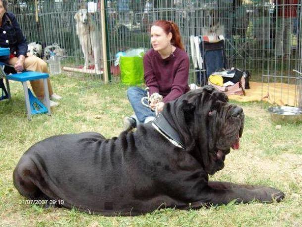 big dog