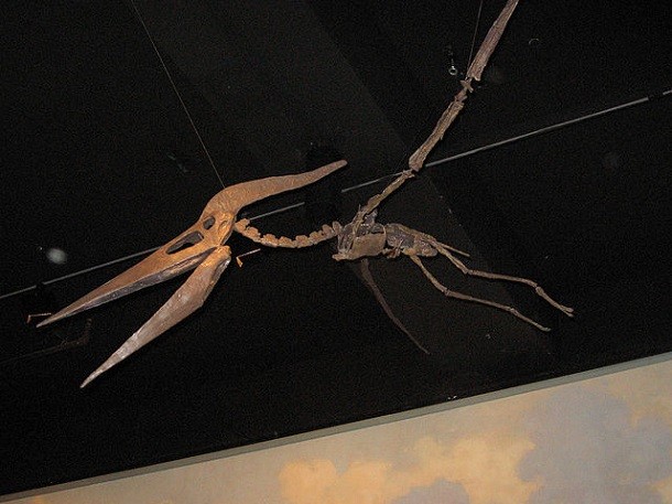 Mounted_Pterosaur