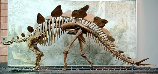 Stegosaurus_Senckenberg
