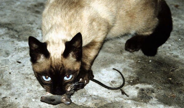 When cats bring dead animals back to their humans, they are "teaching them to hunt" as they would with a younger cat