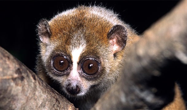 The slow loris is the only venomous primate on Earth. It sucks venom from a patch on its elbow before giving a lethal bite to its victim