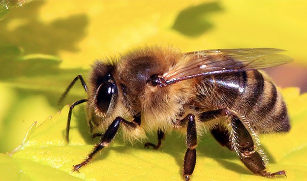 Nanoparticles containing bee venom can be used to destroy HIV while leaving the surrounding cells intact