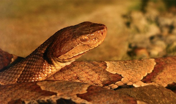 Copperhead venom (one of the most venomous snakes in the US) contains a protein that stops cancer cells from replicating
