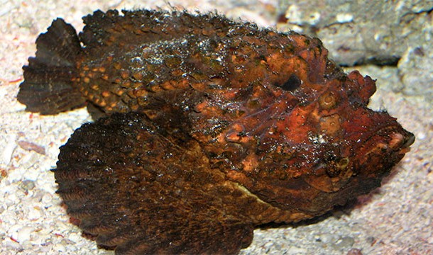 Australian stonefish are some of the most venomous fish on Earth. They camouflage themselves as rocks so you have to be careful not to step on them