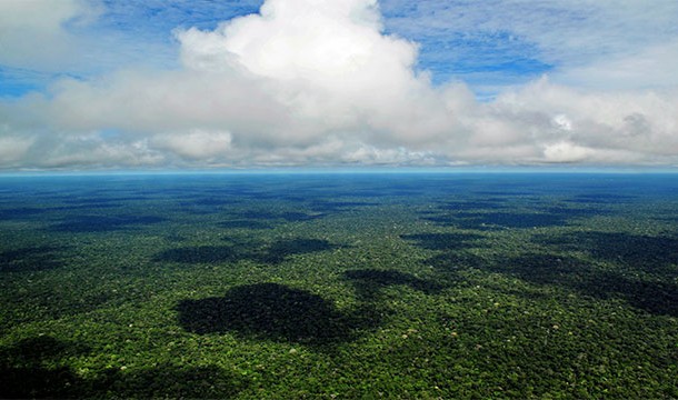 There is a theory that the Amazon is actually a giant orchard that is left over from a civilization that flourished in the area nearly 3,000 years ago