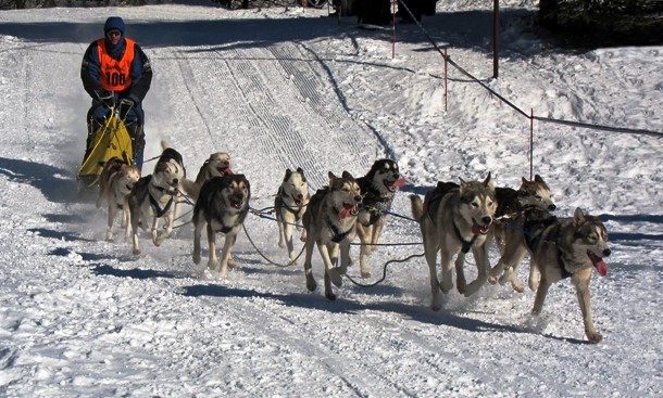 dog-sled race