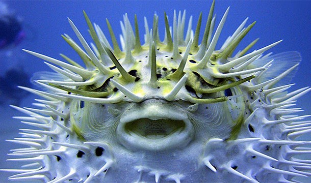 A Japanese chef who wants legal permission to serve puffer fish first needs to eat the puffer fish they have prepared (puffer fish are known for being more poisonous than cyanide)