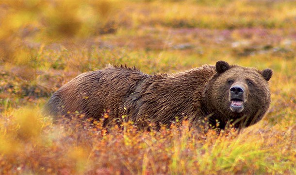 Admiralty Island in Alaska is half the size of Yellowstone Park but with twice the number of grizzly bears. Early Russian explorers named the island Ostrov Kutsnoi, which translates to "fear island".