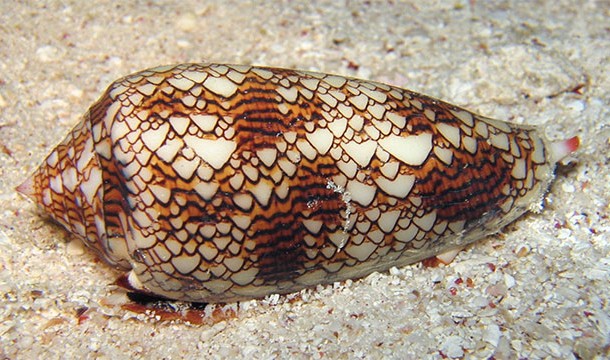 Conus snail venom is one thousand times more powerful than morphine