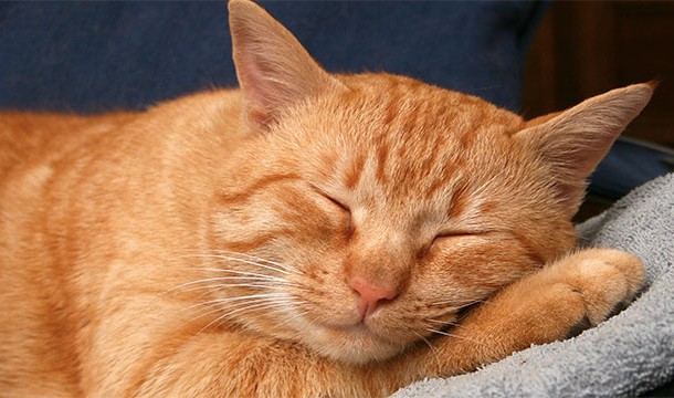 Cats sleep for 70% of their lifetime. Humans, by contrast, only sleep for 30%