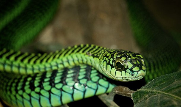 Boomslang snake venom causes victims to bleed out through all the pores of their body