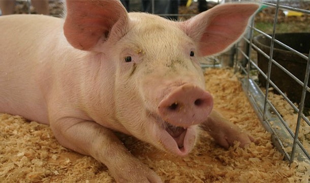 It is illegal to name a pig Napoleon in France