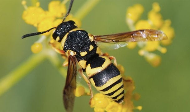 The venom of a wasp contains chemicals that attracts other wasps to also attack the victim