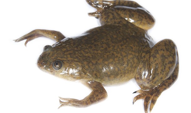 Up until the 1960s, the only way to determine where a woman was pregnant or not was to inject her urine into a female African clawed frog. If the woman was pregnant, the frog would ovulate within several hours