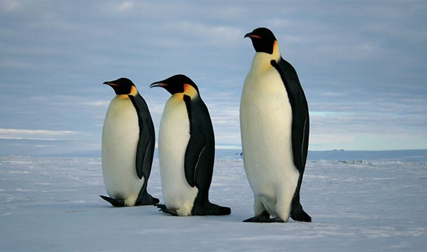 In 1911, British explorer George Murray Levick observed necrophilia in penguins around Antarctica. His findings weren't published until 2012 because they were deemed too indecent at the time