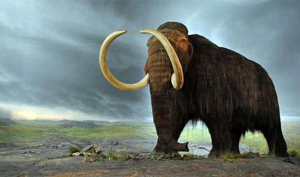 In 1951, during the Explorer's Club annual dinner, a 250,000 year old piece of wooly mammoth meat was served