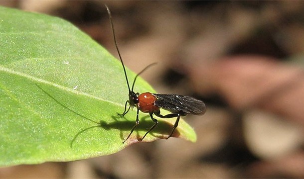 Instead of venom, Braconid wasps inject their victims with a virus that suppresses the victim's immune system and allows the wasp's parasitic larvae to grow within the victim. Scientists found that this virus is unlike any other virus on Earth. It is over 100 million years old and apparently assimilated itself into the very DNA of the wasp.