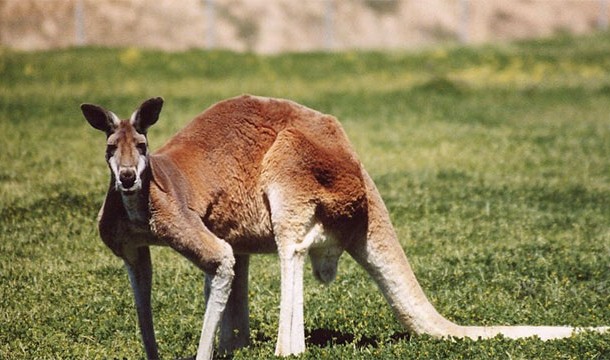 Female kangaroos are basically always pregnant. If there is a drought or famine, however, they can pause their pregnancies.