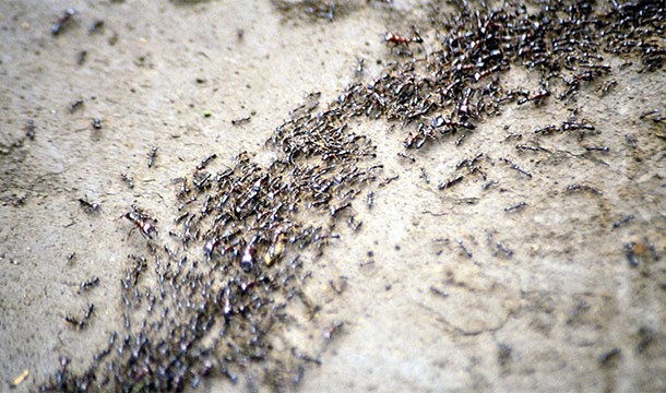 Some ants in the Amazon are known for raiding neighboring colonies and taking slaves