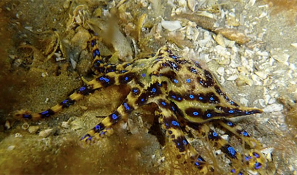 The blue ringed octopus is one of the smallest and deadliest animals in the world. To make things worse, its venom has no antidote