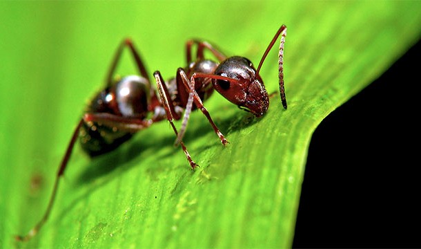 A newly discovered, blind, and subterranean ant species in the Amazon is thought to be a direct descendent of the very first species of ant