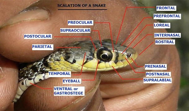 A snake's decapitated head can still bite you for several hours after the snake is dead. Furthermore, a dead snake can't regulate the amount of venom it injects which can lead to fatal situations
