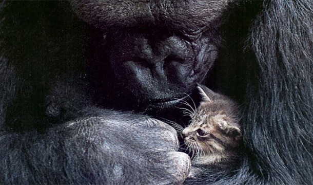 Koko the gorilla got a pet cat for her birthday in 1985 after she requested to have one as a birthday present