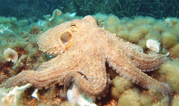 All octopuses are venomous. To kill their prey they drill through the prey's shell and inject their venom into their body using their beak