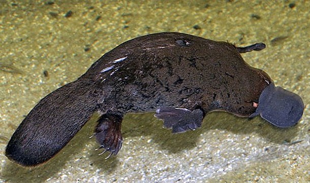 Even though platypus venom won't kill you, it can cause intense pain that lasts for months
