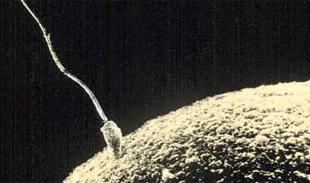 An egg's genetic contents could be replaced with a man's DNA and then fertilized with a sperm. This would make two men the parents of a child.