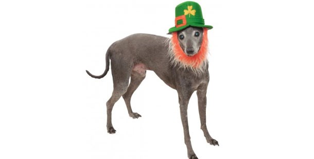 Green hat dog