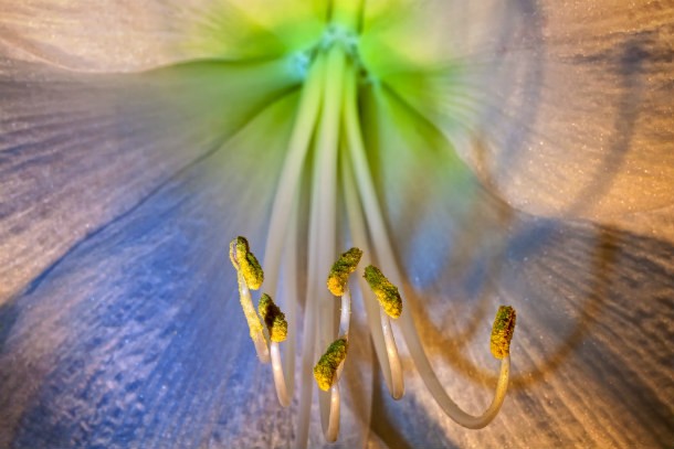 amaryllis-macro-blossom-bloom