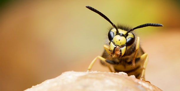 A close up of a bee