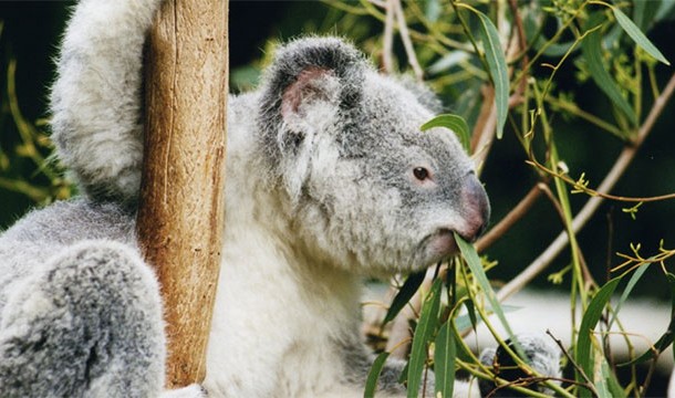In 2006, a couple thieves tried to steal a koala from Rockhampton Zoo in Australia. They changed their minds, however, and opted to steal a crocodile instead after the koala proved to be too vicious