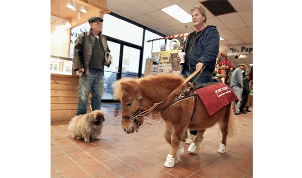 If a blind person is afraid of dogs, or allergic to them, then he or she can be issued a guide horse!