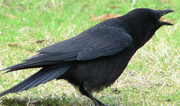 Crows crush ants and rub the ant's guts all over themselves. Apparently ant guts protect against parasites
