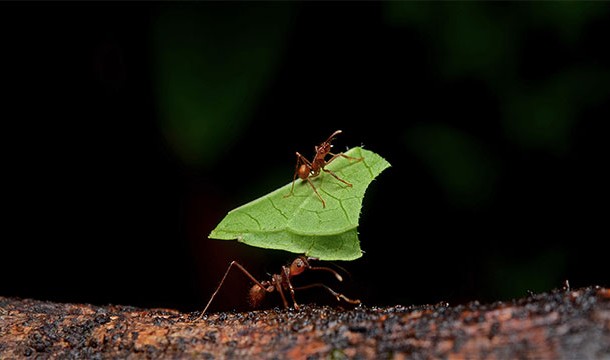 There are 14 species of ants that are known to enslave or use other species of ants