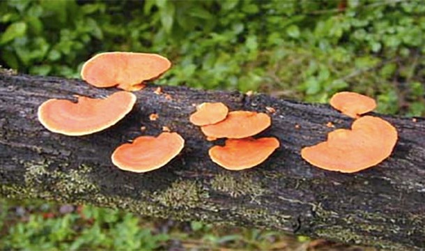 During the late Devonian Period, as plants began to appear, trees started to increase in number and suck all the CO2 out of the air. This ended up causing an ice age because the fungi that would decompose the trees and convert them back into CO2 didn't exist yet. Scientists have called this the Late Devonian Wood Crisis